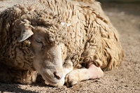 羊の写真